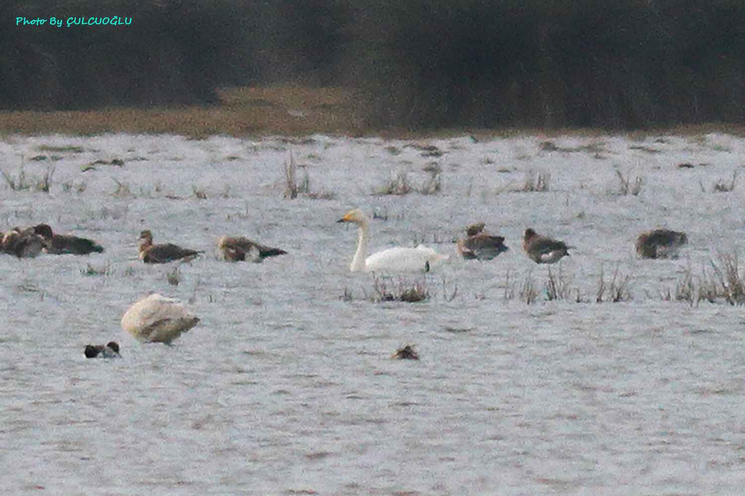 Whooper Swan